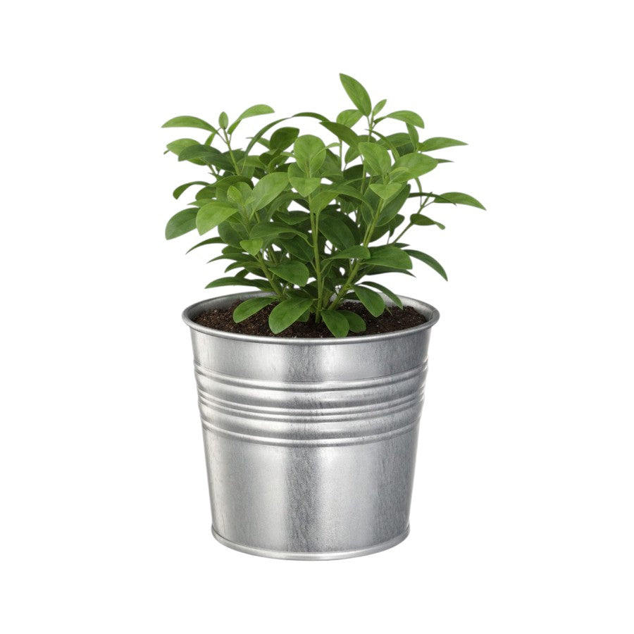 Galvanized Steel 4 3/4" Plant Pot - IKEA Socker